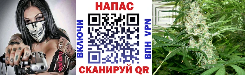 Конопля гибрид  дарк нет состав  Тайга 